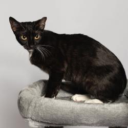 Shelter Stray Female Cat last seen , 8020 Washington St, Port Richey, FL 34668, USA