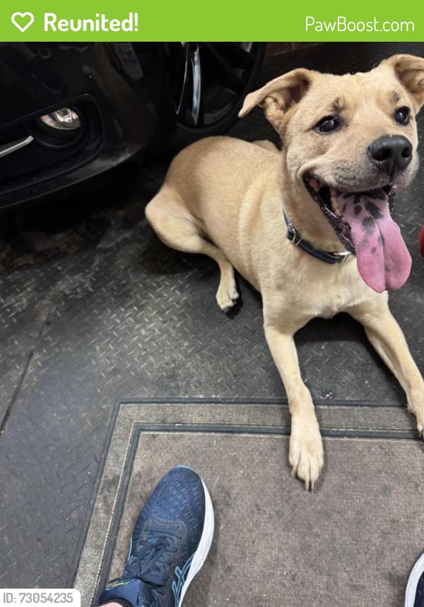 Reunited Female Dog last seen State Road, Parma, OH 44134