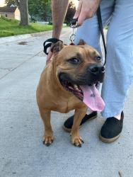Reunited Male Dog last seen Shingle Creek Victory Community Garden, Minneapolis, MN 55412