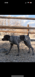 Reunited Male Dog last seen Wyoming and marion, Las Vegas, NV 89104