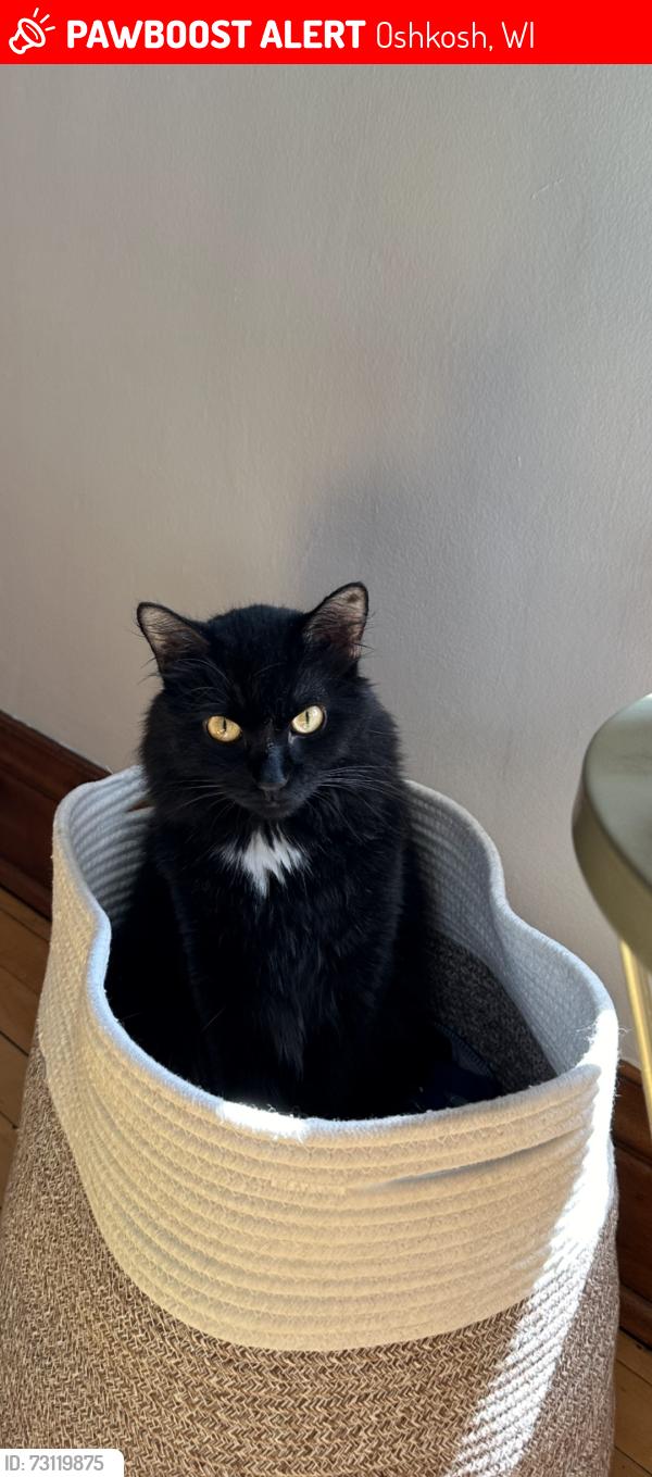 Lost Male Cat last seen Mount Vernon St, Oshkosh, WI 54901