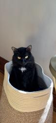 Lost Male Cat last seen Mount Vernon St, Oshkosh, WI 54901