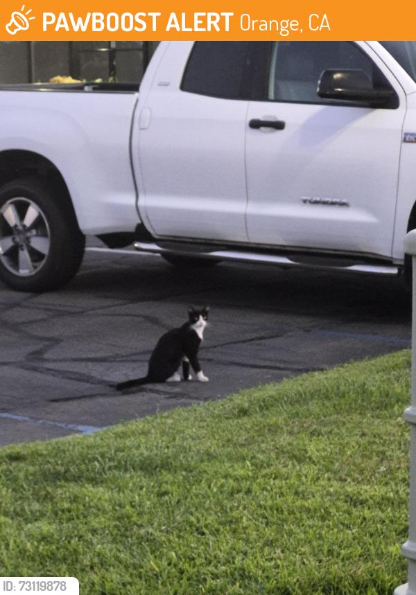 Found/Stray Unknown Cat last seen near Bodhi, Orange, CA 92867