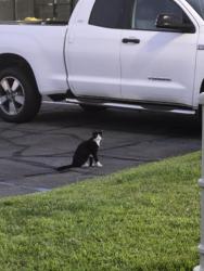 Found/Stray Unknown Cat last seen near Bodhi, Orange, CA 92867