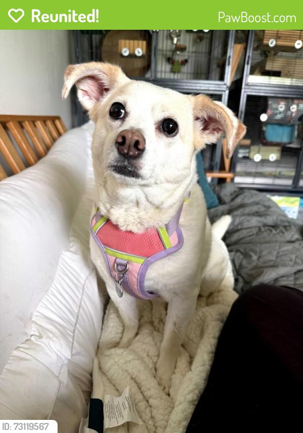 Reunited Female Dog last seen Lemay Ferry Rd, Lemay Gardens Drive, St. Louis, MO 63125