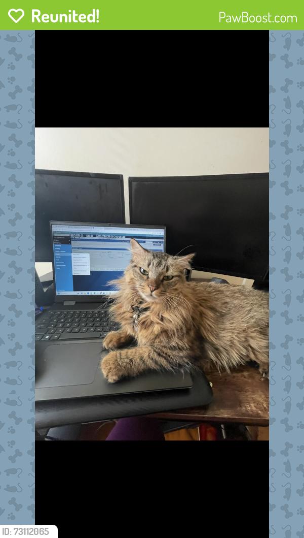 Reunited Female Cat last seen 18th & grove street Irvington NJ, Irvington, NJ 07111