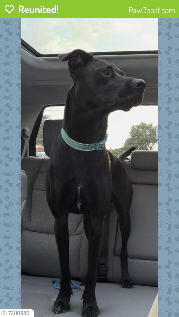 Reunited Male Dog last seen Oakhill Reserve building development, Tomball, TX 77377