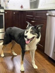 Reunited Male Dog last seen Solstice Senior Living at Sandy, Sandy, UT 84070