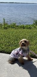 Reunited Female Dog last seen Near & 58, Liberty Triangle, FL 34476