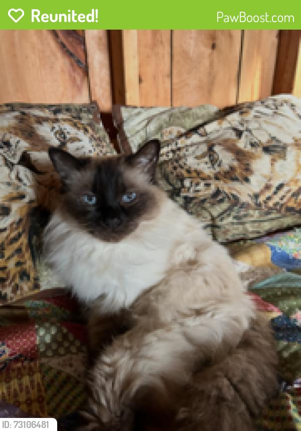 Reunited Male Cat last seen Northern Blvd. and Cleveland St., Saint James, NY 11780