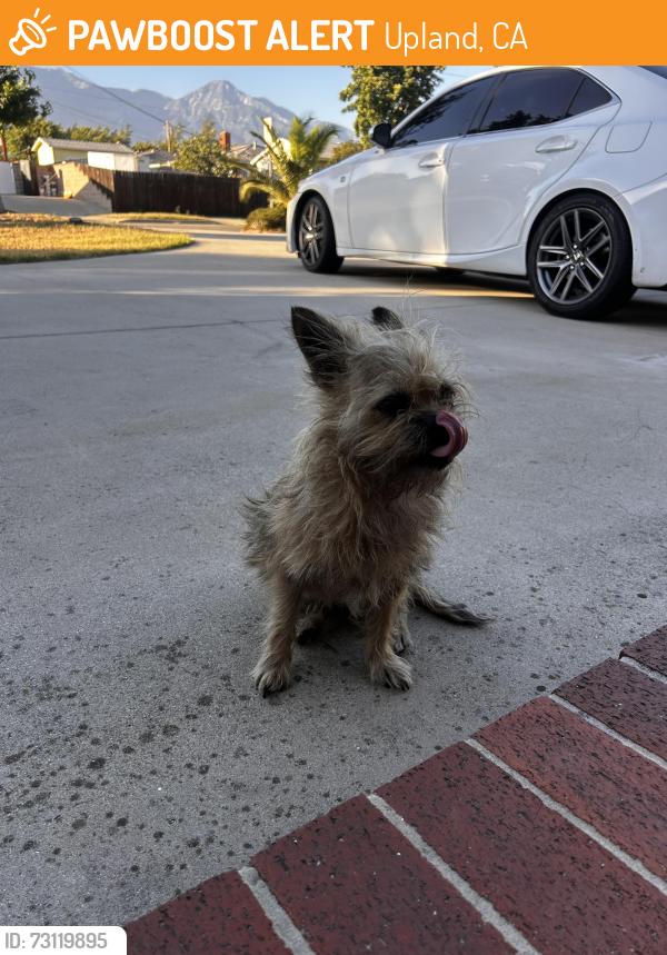 Found/Stray Male Dog last seen San Antonio & Amber, Upland, CA 91786