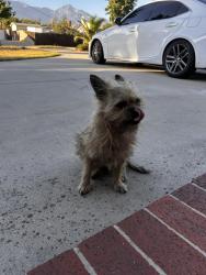 Found/Stray Male Dog last seen San Antonio & Amber, Upland, CA 91786