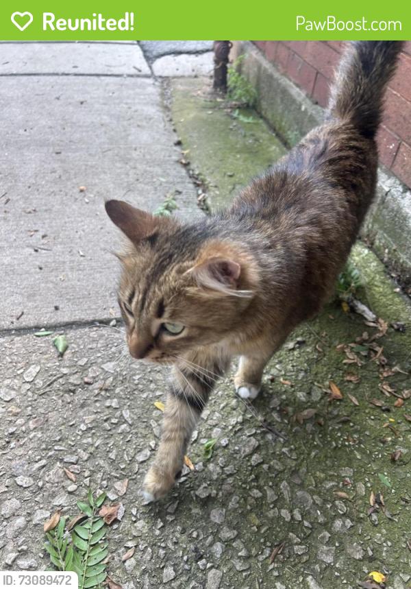 Reunited Unknown Cat last seen Berteau and Damen, Chicago, IL 60613
