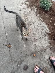 Reunited Female Cat last seen 17th, Portland, OR 97202