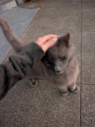 Found/Stray Unknown Cat last seen Octavia and Martens, San Rafael, CA 94901