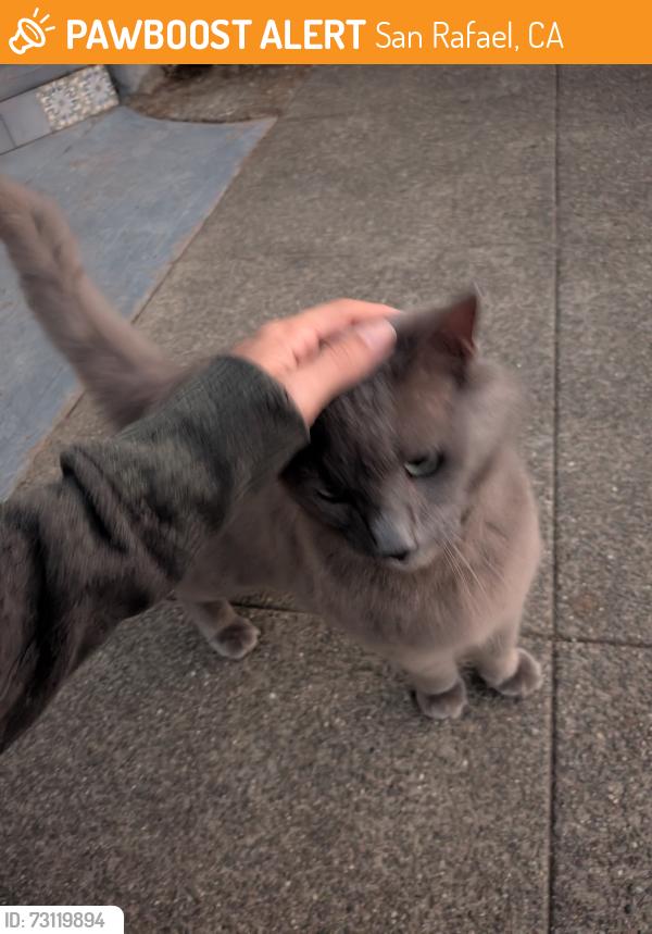 Found/Stray Unknown Cat last seen Octavia and Martens, San Rafael, CA 94901