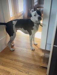 Reunited Male Dog last seen Victoria Ave (Venice), Los Angeles, CA 90291