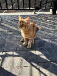 Lost Female Cat last seen 16th ave and Kingsway, Burnaby, BC 