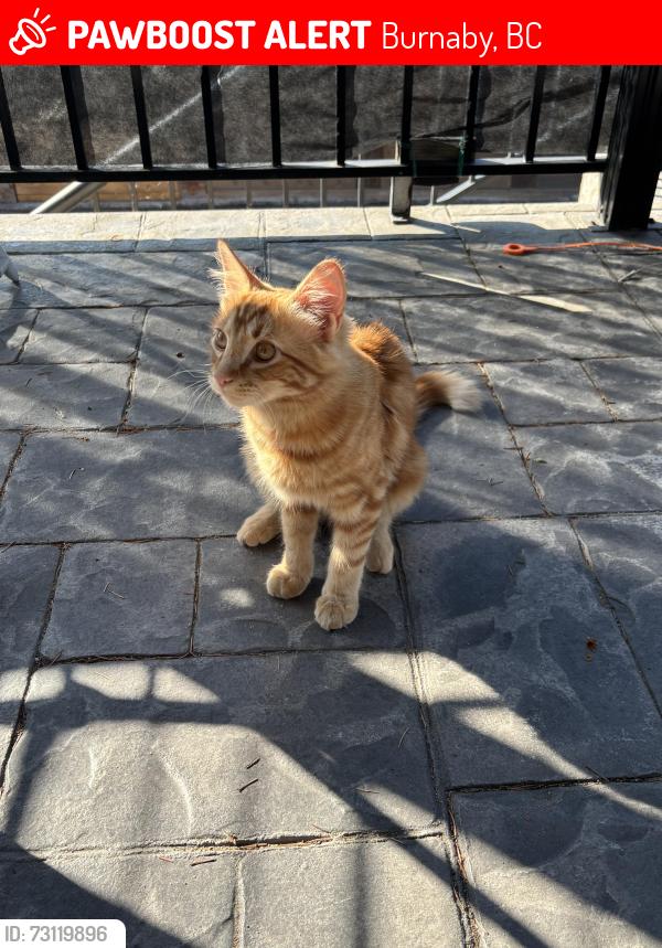 Lost Female Cat last seen 16th ave and Kingsway, Burnaby, BC 