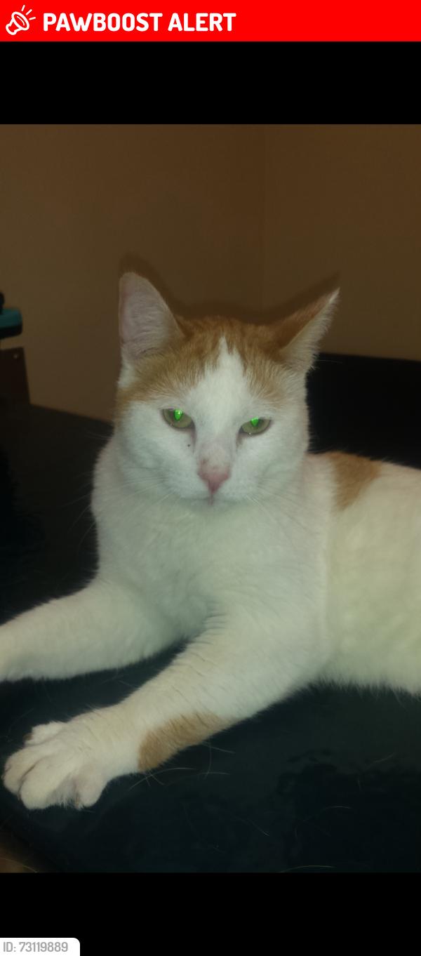 Lost Male Cat last seen Middle Line and Centre St Charing Cross, Chatham-Kent, ON N0P 1G0