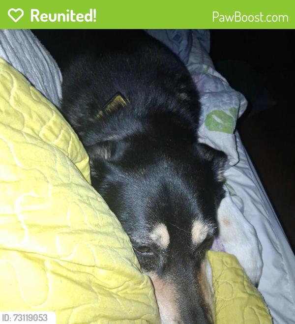 Reunited Female Dog last seen Bromley and 2nd ave Brighton colorado, Brighton, CO 80601