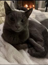 Reunited Male Cat last seen Hillsborough Park, Roseville, CA 95746