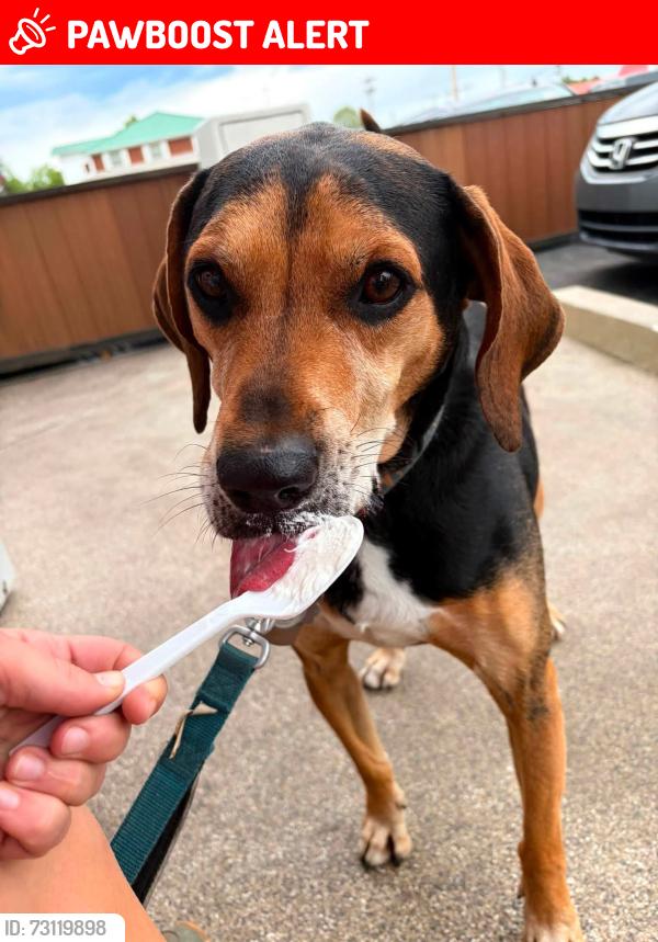 Lost Male Dog last seen Divilbiss and 95, south of Bellville/Butler OH, Butler, OH 44822