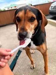Lost Male Dog last seen Divilbiss and 95, south of Bellville/Butler OH, Butler, OH 44822