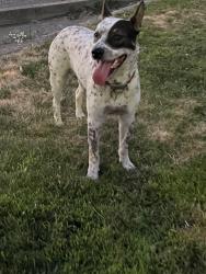 Found/Stray Male Dog last seen Motel 6 Natomas parking lot. Seen leaving back parking lot heading north on Northgate Blvd., Sacramento, CA 95834