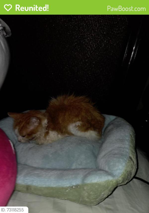 Reunited Male Cat last seen Clear Lake loop and Sea Cove ln, Pearland, TX 77584