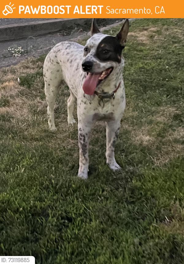 Found/Stray Male Dog last seen Motel 6 Natomas parking lot. Seen leaving back parking lot heading north on Northgate Blvd., Sacramento, CA 95834