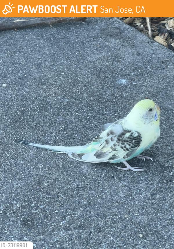 Found/Stray Unknown Bird last seen Markingdon Avenue, San Jose, CA 95127