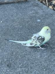 Found/Stray Unknown Bird last seen Markingdon Avenue, San Jose, CA 95127