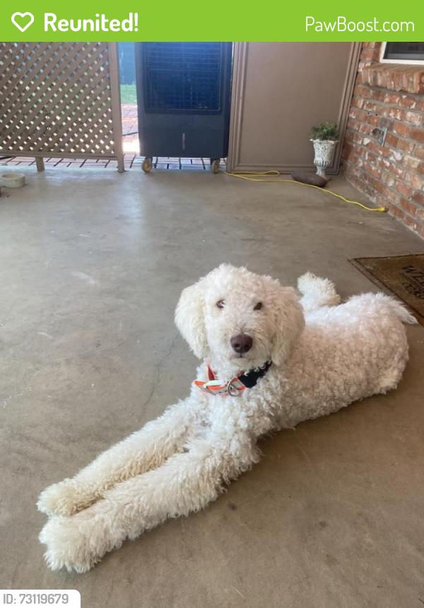 Reunited Male Dog last seen Near Sinclair Avenue, Midland,TX, Midland, TX 79705