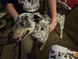 Found/Stray Unknown Dog last seen Civic Center Park, Apple Valley, CA 92307
