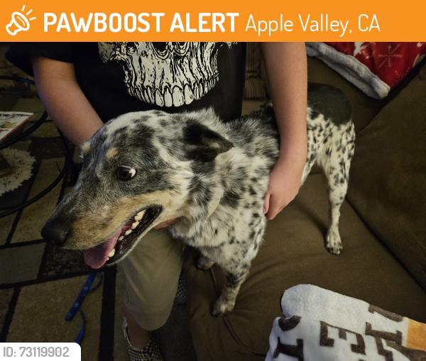 Found/Stray Unknown Dog last seen Civic Center Park, Apple Valley, CA 92307