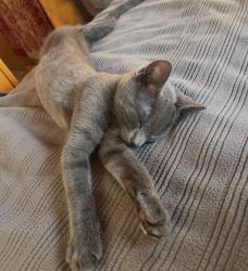 Reunited Male Cat last seen Near Portola Court/Mobile Home Park, Santa Cruz, CA 95062