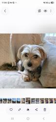 Lost Male Dog last seen Faraday Lane and fieldcrest, Farmington, MN 55024