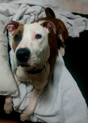 Reunited Female Dog last seen Near SW 28th St, Oklahoma City, OK 73108, USA, Oklahoma City, OK 73108