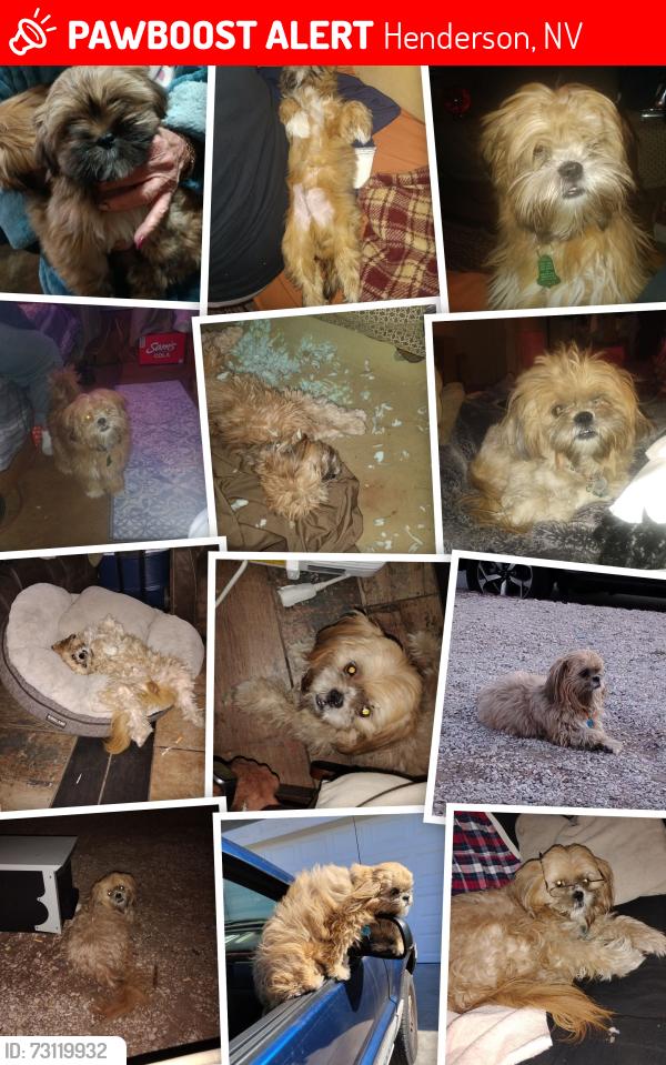Lost Male Dog last seen Equestrian end near the desert, Henderson, NV 89002