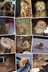 Lost Male Dog last seen Equestrian end near the desert, Henderson, NV 89002