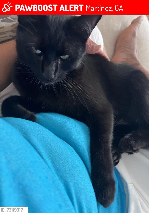 Lost Male Cat last seen The pass, Martinez, GA 30907