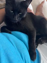 Lost Male Cat last seen The pass, Martinez, GA 30907