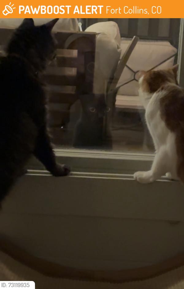 Found/Stray Unknown Cat last seen Drake & Lemay, Fort Collins, CO 80525