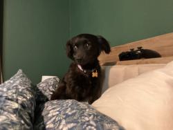 Reunited Female Dog last seen Starry Farm Way, Richmond, TX 77406
