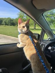 Reunited Male Cat last seen Howard St and N Nottingham Ave, Niles, IL 60714