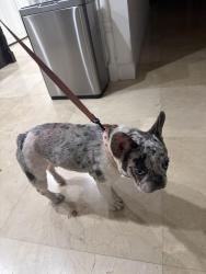 Reunited Female Dog last seen Wayside Church, Miami, FL 33156
