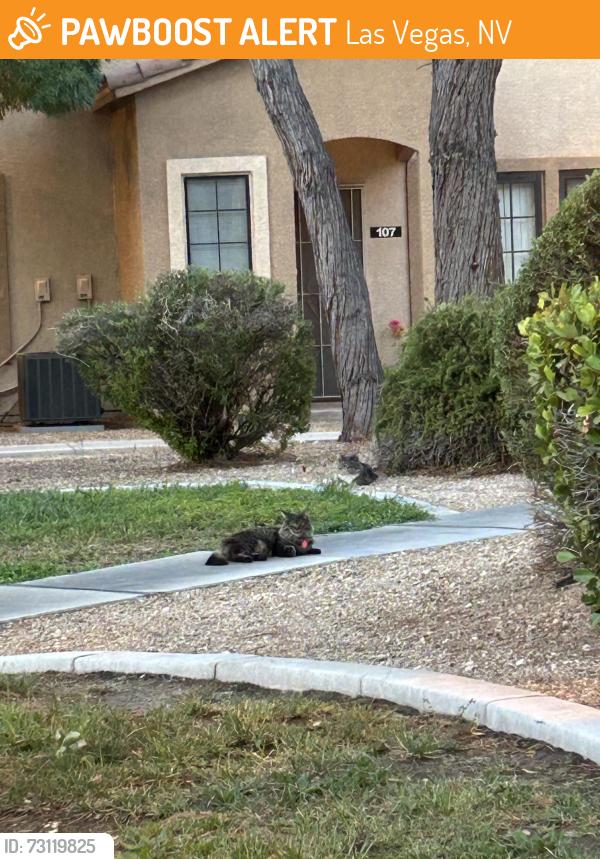 Found/Stray Female Cat last seen Inside of ‘Rancho Lake cndmniums” off of Rancho, they’re tucked away across the street from the old lot for where Texas Station was., Las Vegas, NV 89108