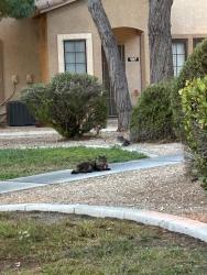 Found/Stray Female Cat last seen Inside of ‘Rancho Lake cndmniums” off of Rancho, they’re tucked away across the street from the old lot for where Texas Station was., Las Vegas, NV 89108