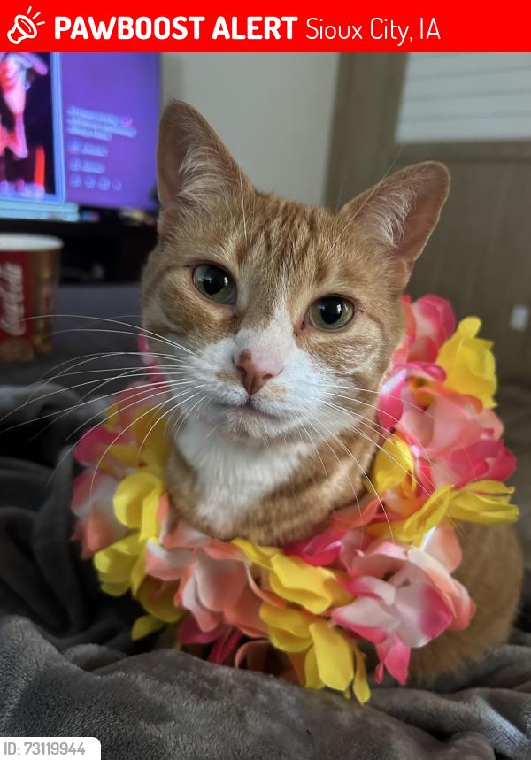 Lost Female Cat last seen Hamilton Discount Tire, Sioux City, IA 51104